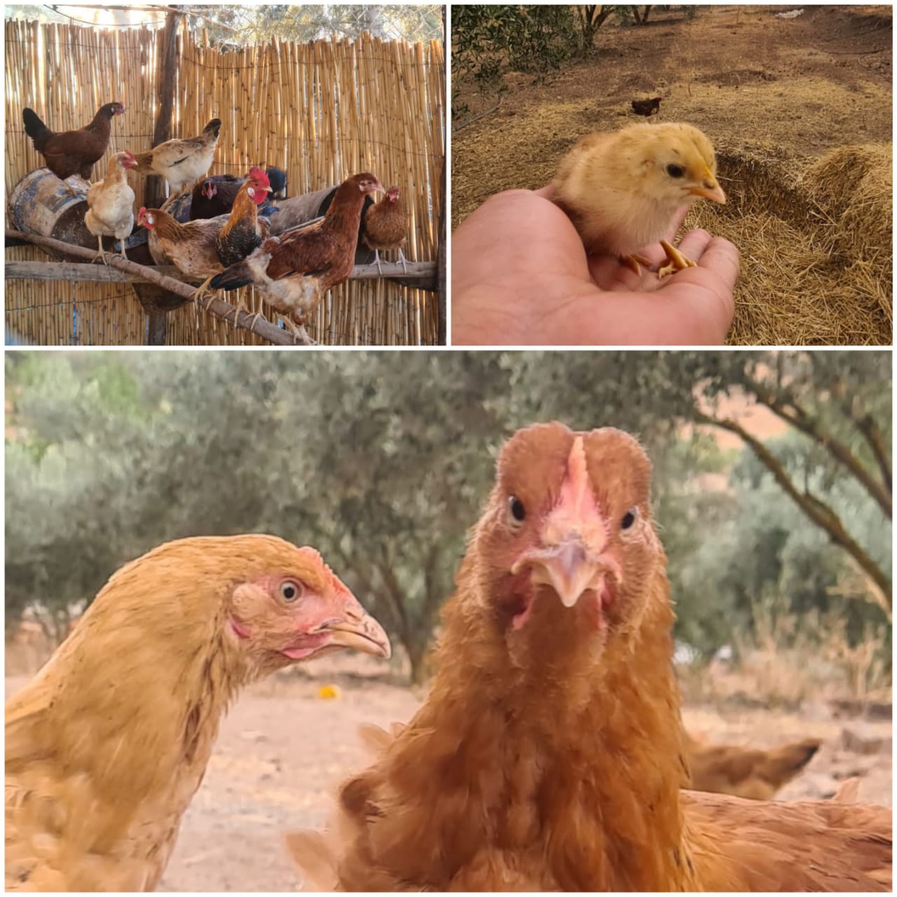 poulet